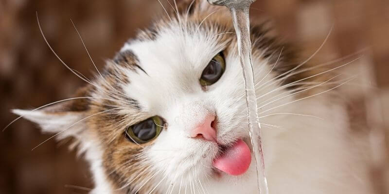 BOWLS FOR FOOD AND WATER