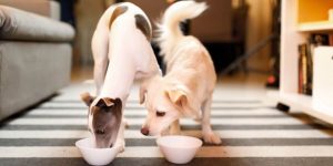 puppy eating at home