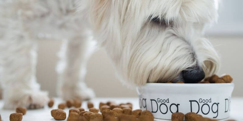best Dog Food for Picky Eaters