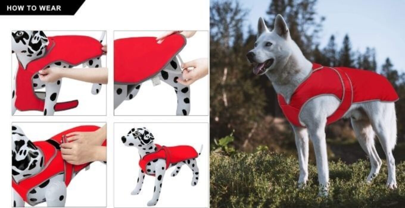 Top 10 Best Luv Gear Dog Jacket & Dog Jackets theoutdor