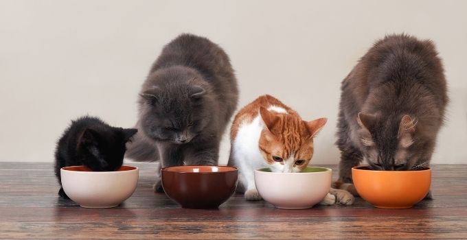 best elevated cat bowls