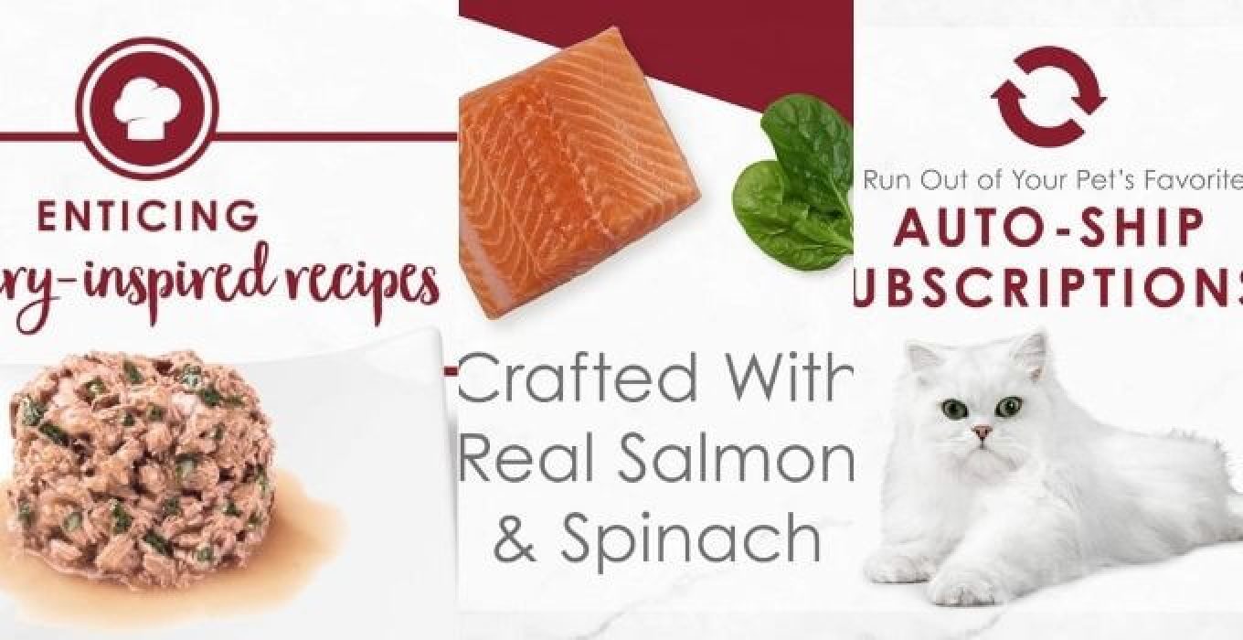 The 10 Best Senior Cat Food Wet in 2024 theoutdor