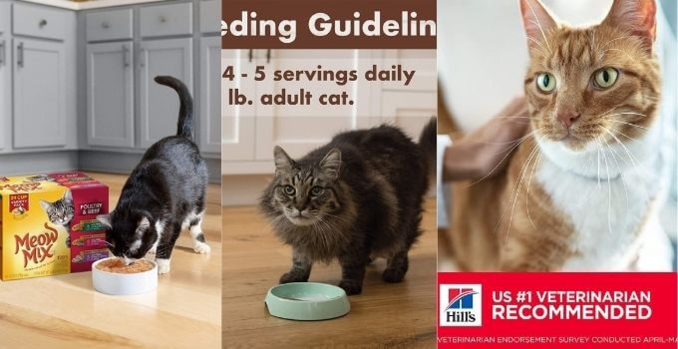 The 10 Best Senior Cat Food Wet in 2024 theoutdor