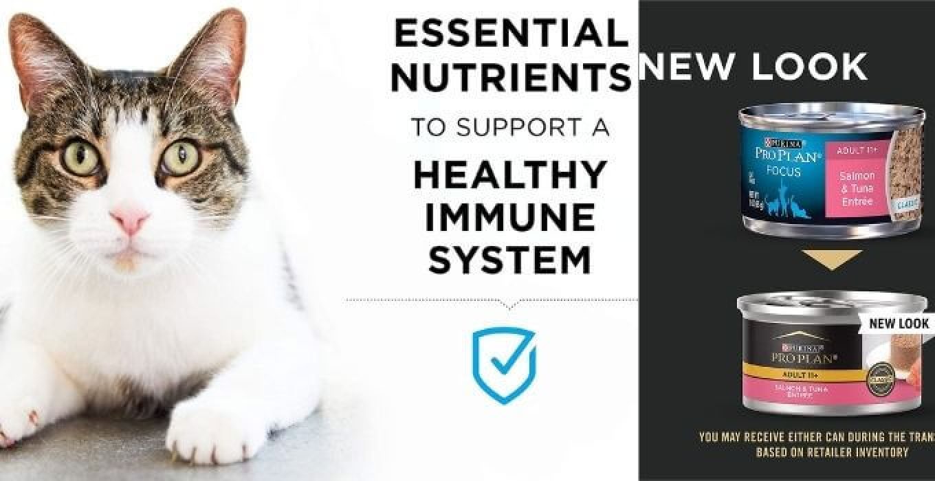 The 10 Best Senior Cat Food Wet in 2024 theoutdor