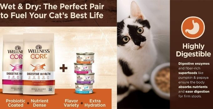 Wellness CORE Digestive Health Pate Wet Cat Food