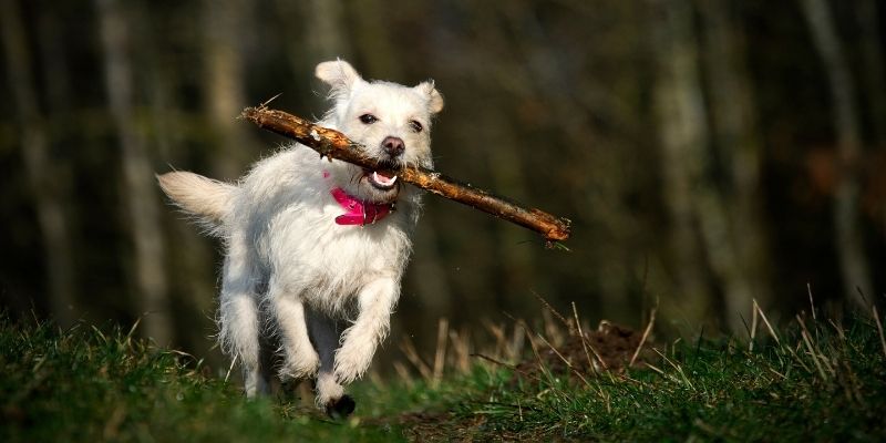 how fast can small dogs run