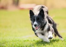 How Fast Can A Dog Run? 