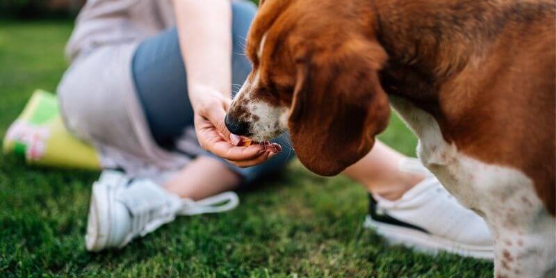 How to give a dog a pill