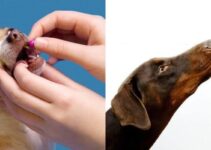 How to Give a Dog a Pill – Explained the Safety Way