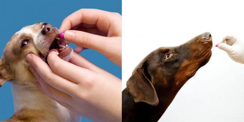 How to give a dog a pill