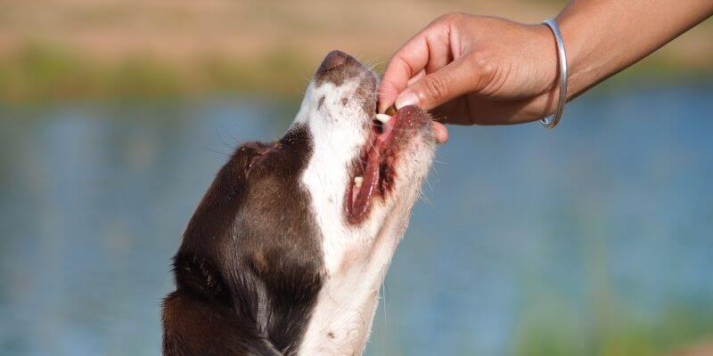 How to give a dog a pill