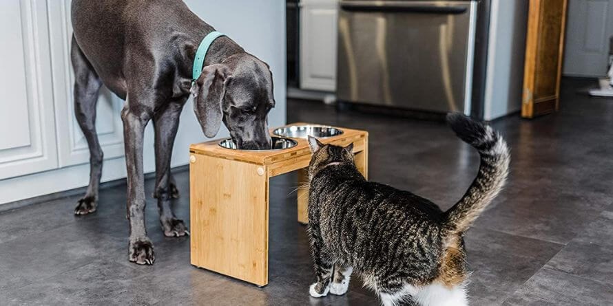 Tall Elevated Dog & Pet Feeder