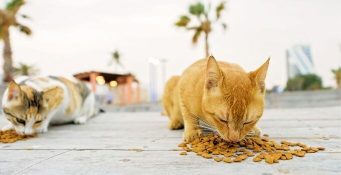 best canned food for senior cats