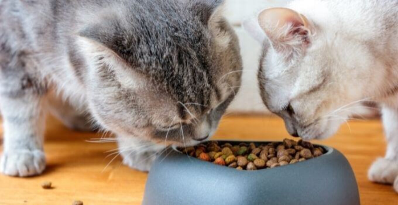 The 10 Best Senior Cat Food Wet in 2024 theoutdor