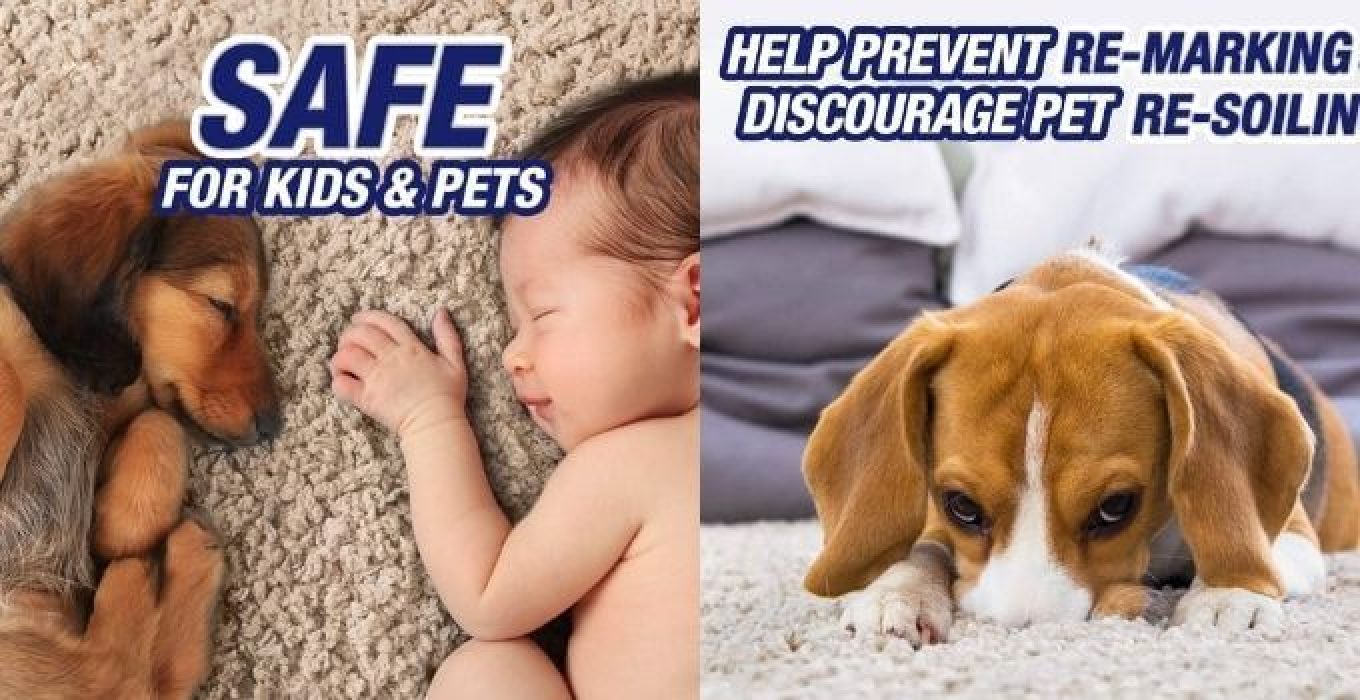 The 10 Best Carpet Cleaning Solution for Pet Urine