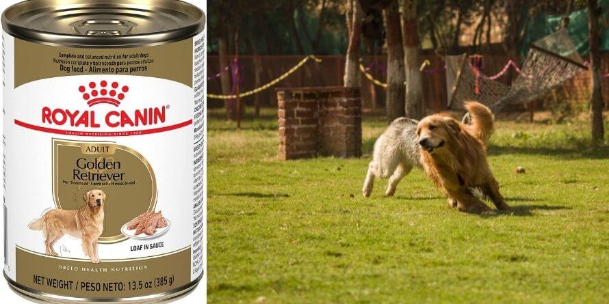 _Royal Canin Golden Retriever Loaf in Sauce Canned Dog Food