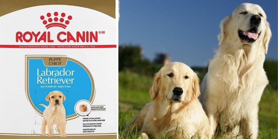 Royal Canin Golden Retriever Puppy Dry Dog Food