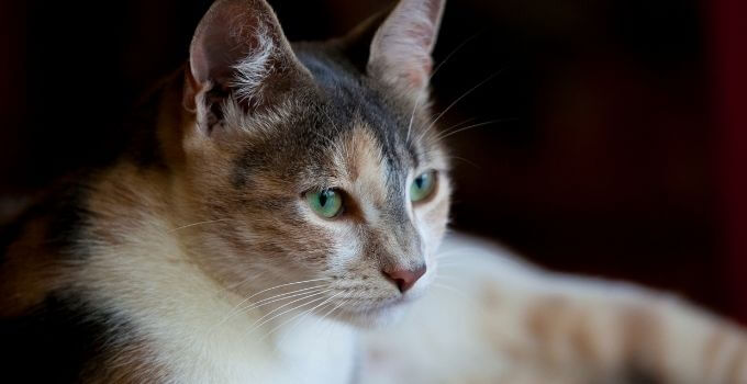 black tortoiseshell cat