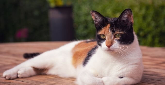 tortoiseshell cat breed