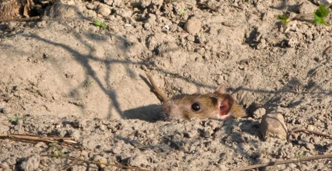 how to fill rat holes in garden