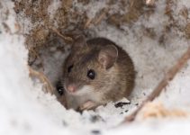 How to Fill Rat Holes in Garden