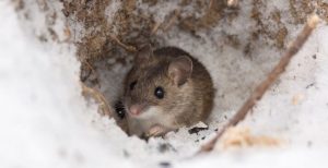 how to fill rat holes in garden