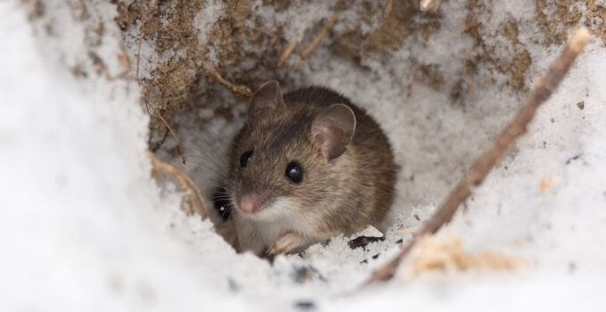 How to Fill Rat Holes in Garden Destroying Rat Burrows