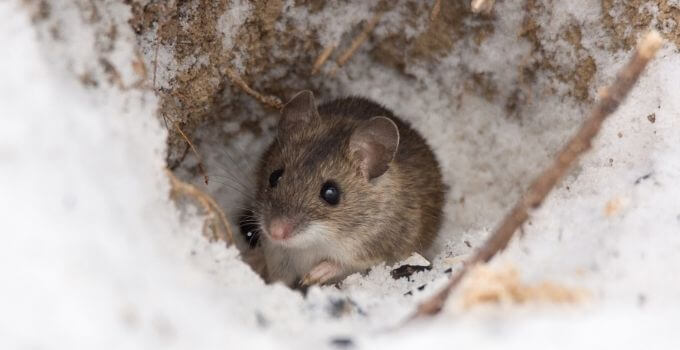 how to fill rat holes in garden