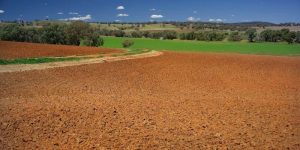 Is Red Soil Good for Gardening