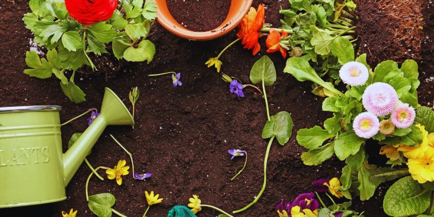 flower plants gardening