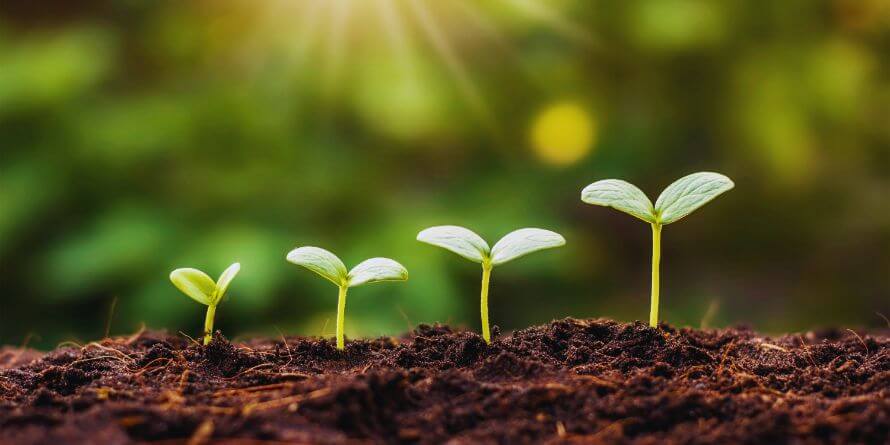 sprouts growing in the red soil