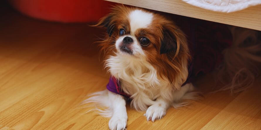 dog under bed