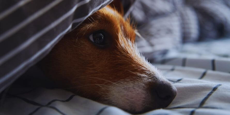 dog under the bed