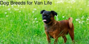 Best Dog Breeds for Van Life
