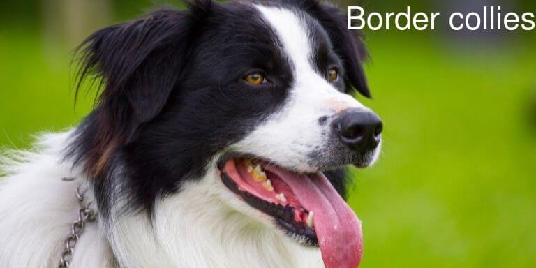 Border collies