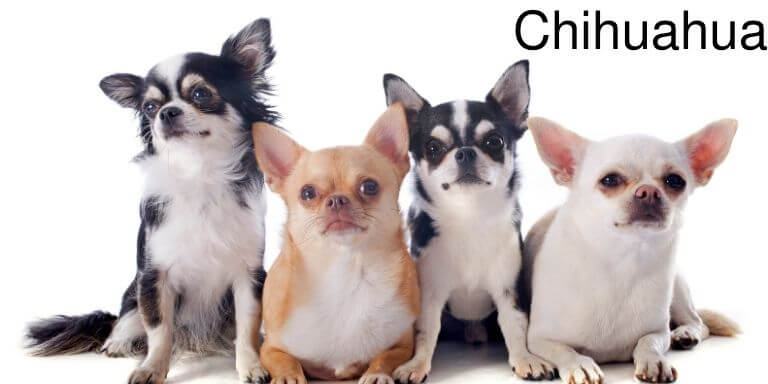 Chihuahua