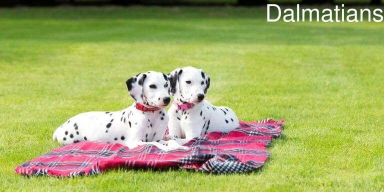 Dalmatians