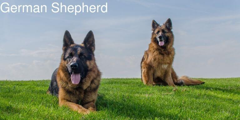 German Shepherd