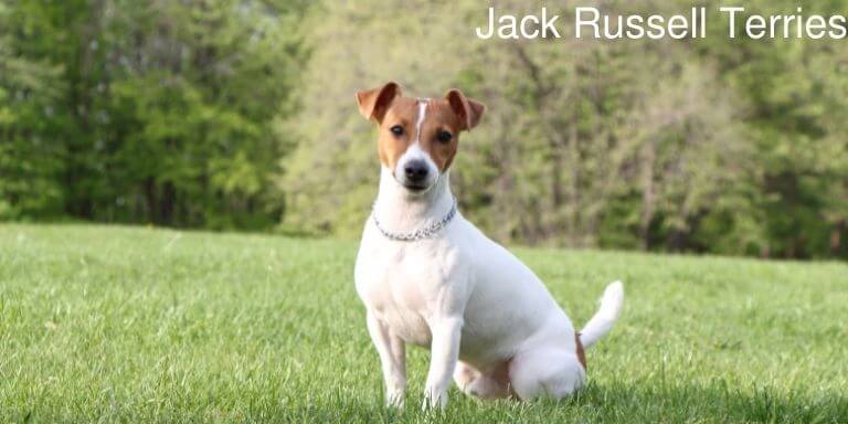 Jack Russell Terries