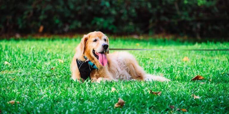 Labrador Retrievers