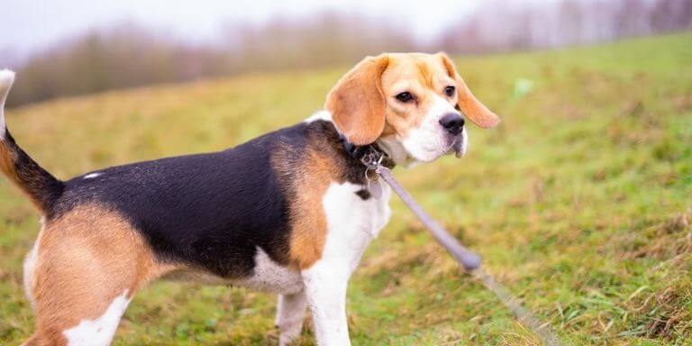 beagle dog