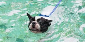 best dog harness for swimming