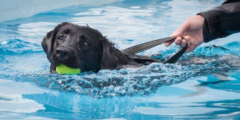 best dog harness to stop pulling