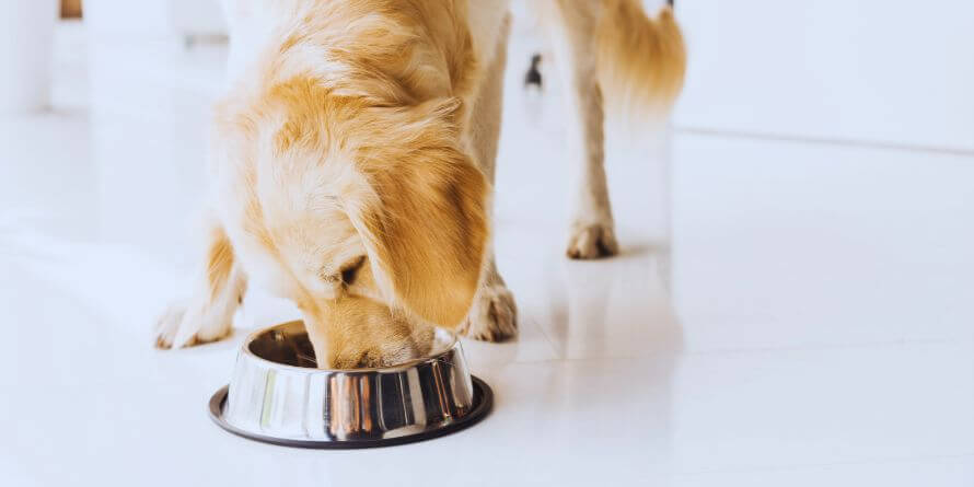 eating dog food