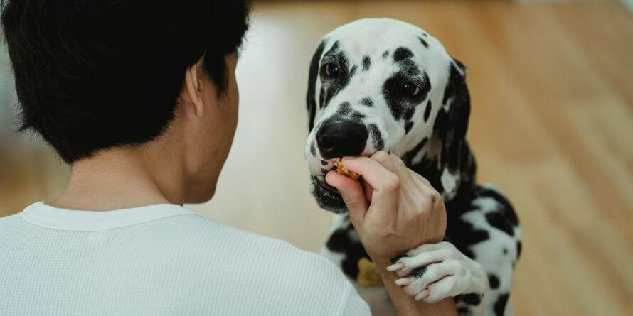 man eating food to his dog