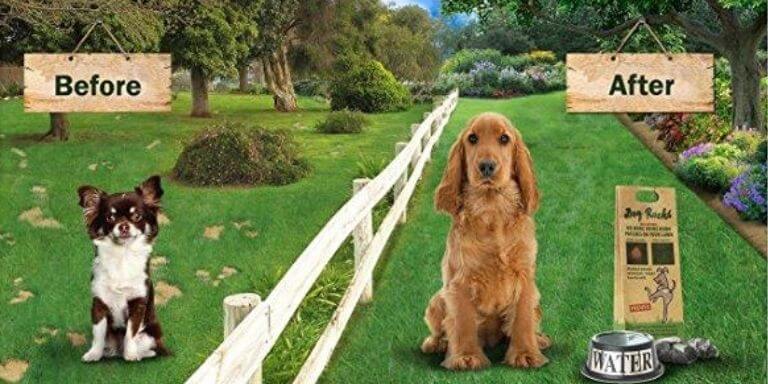 best dog food to prevent lawn burn