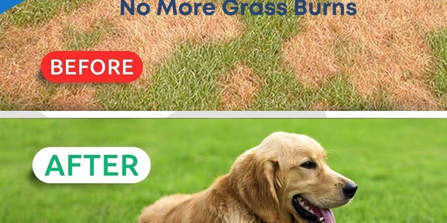 dog food to prevent lawn burn