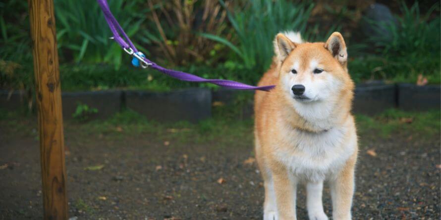 Akita Dog or Akita Inu
