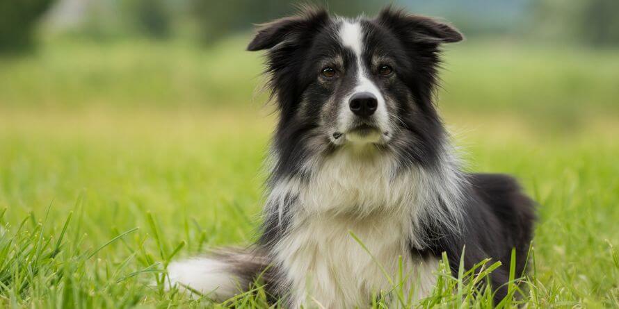 Border collie