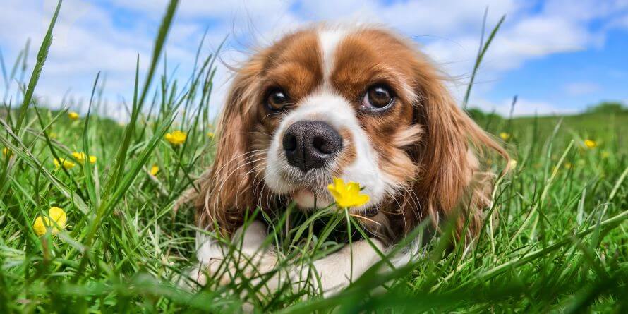 Cavalier king charles spaniel